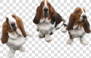 Transparent Basset Hound Png   Basset Hound  Png Download