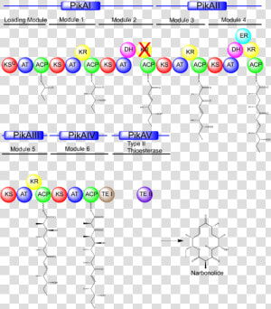 Pikromycin Biosynthesis  HD Png Download