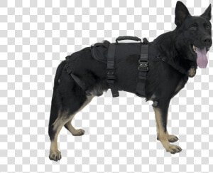 Cmc Rescue K9 Rappel Harness  HD Png Download