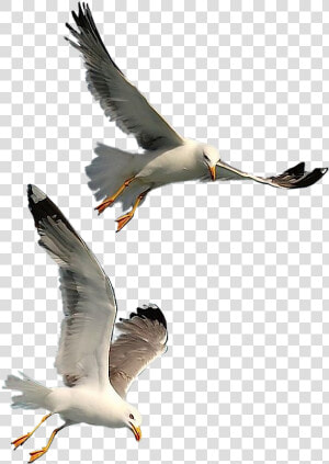 Seagulls Flying Png   Png Download   Seagull Png  Transparent Png