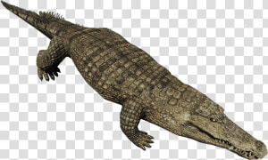 Crocodiles Nile Crocodile American Alligator Animal   Crocodile Png  Transparent Png