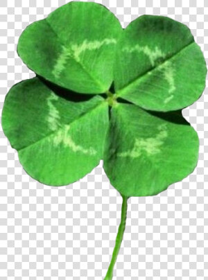 4 Leaf Clover Png   Four Leaf Clover Png  Transparent Png