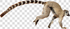 Lemur Png Free Background   Lemur White Background  Transparent Png