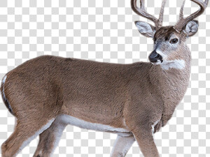 White Tailed Deer Clipart Transparent Background   Deer  HD Png Download