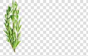 Rosemary Png  Transparent Png