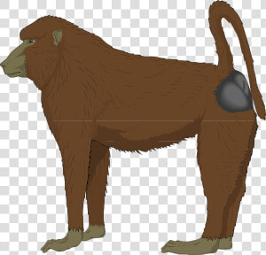 Blue Bottomed Ape Svg Clip Arts   Baboon Clipart  HD Png Download