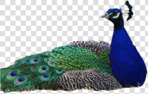 Peacock Png Transparent Images   Peacock Images Without Background  Png Download