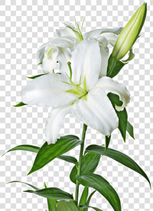 Lily  Lilies Flower Png File   Transparent Easter Lily Clipart  Png Download