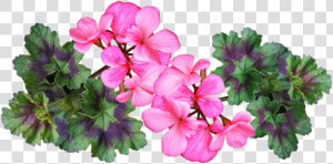 Geranium  Pink  Flower  Leaves  Plant  Garden  Nature   Geranium Plant Png  Transparent Png