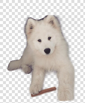  pies  yoshi  samoyed   Siberian Husky  HD Png Download