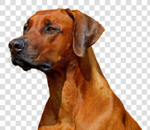 Rhodesian Ridgeback Lying Down Transparent Background  HD Png Download