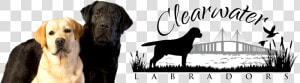 Clearwater Labradors   Labrador Retriever  HD Png Download