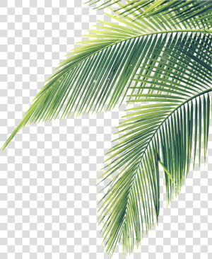 Transparent Palm Branches Clipart   Palm Tree Leaves Png  Png Download