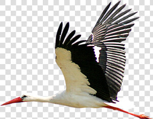 White Stork Portable Network Graphics Bird Clip Art   Stork Png  Transparent Png