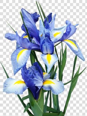 Iris  Dutch  Blue  Flowers  Bulbs  Cut Out  Isolated   Algerian Iris  HD Png Download