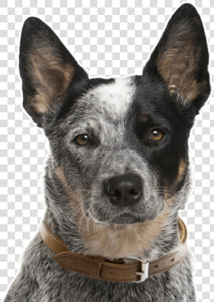 Australian Cattle Dog Face  HD Png Download