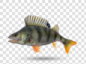 Ocean Perch   Perch  HD Png Download