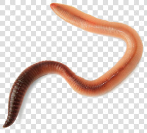 Worms Transparent Image   Live Worm  HD Png Download