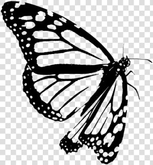 Monarch  Butterfly  Clipart  Black  White  Outline   Monarch Butterfly Drawing Black And White  HD Png Download