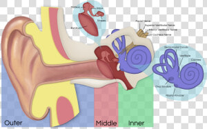 Vestibular Schwannoma Affected Nerves  HD Png Download