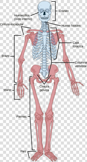 Second Thoracic Vertebrae Axial Or Appendicular  HD Png Download