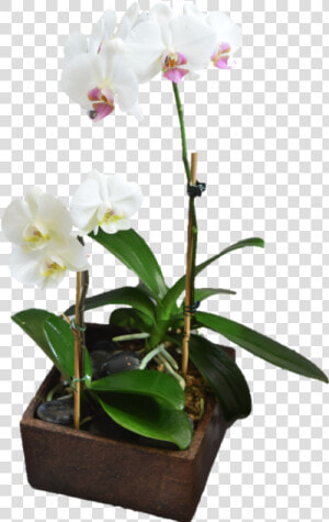 Contemporary Orchid Planter  HD Png Download