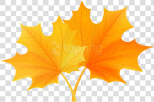 Autumn   Laurier University Maple Leaf  HD Png Download