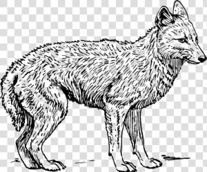 Fox  Wolf  Animal  Biology  Mammal  Zoology   Coyote Black And White  HD Png Download