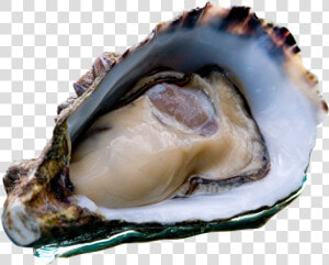 Coffin Bay Oyster Icon   Diarrhetic Shellfish Poisoning  HD Png Download