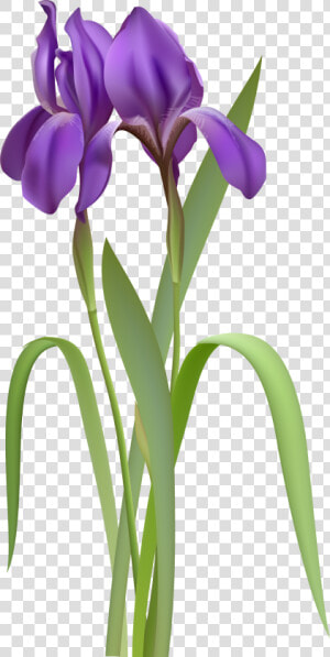 Iris Spring Flower Png Clipar  Transparent Png