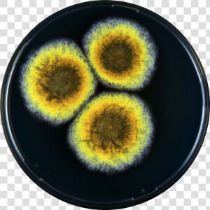 Aspergillus Cibarius Yes   Circle  HD Png Download