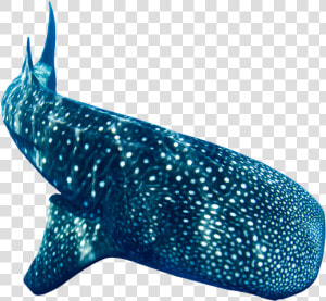 Donsol Whale Shark   Whale  HD Png Download