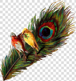 Christmas Birds Peacock Holly Victorian Image Clipart   Vintage Peacock Image Transparent  HD Png Download