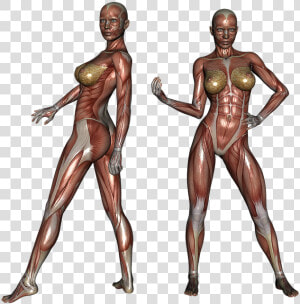 Muscle  Muscular  Woman  Body  Bodybuilder  Fitness   Female Muscle Anatomy  HD Png Download