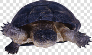 Download This High Resolution Turtle Png In High Resolution   Snapping Turtle Transparent Background  Png Download