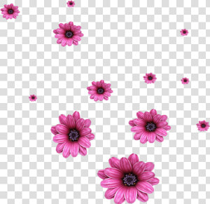 Transparent Falling Petals Png   Scattered Flowers Png  Png Download