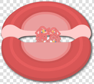 Hemoglobin Png  Transparent Png