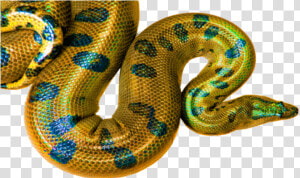 Transparent Yellow Snake Clipart   High Yellow Boa Constrictor  HD Png Download