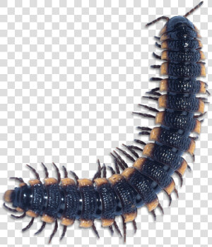 Centipede Millipede  HD Png Download