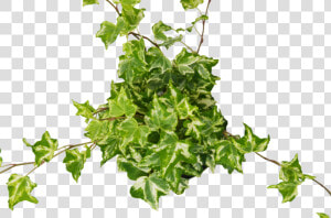 English Ivy Kolibre   English Ivy Transparent  HD Png Download