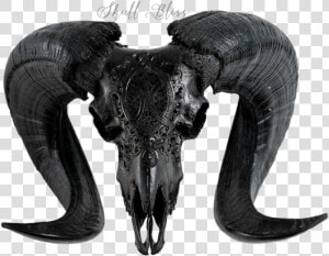 Carved Ram Skull   Horn  HD Png Download