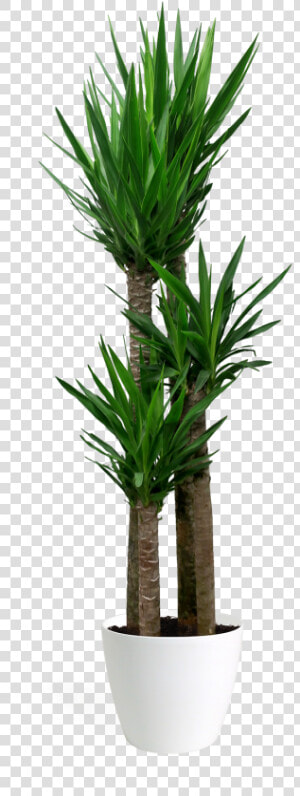 Yucca Plant Png  Transparent Png