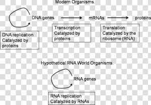 Rna World Hypothesis Diagram  HD Png Download