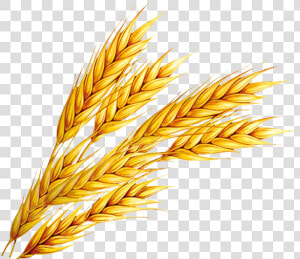 Wheat Png Free Download   Wheat Clipart  Transparent Png