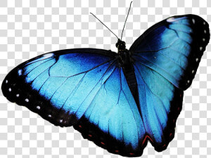 Butterfly  Blue Butterfly  Butterfly Png   蝴蝶 Png  Transparent Png