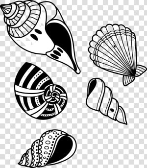 Conch Shell Transprent Png Free Download Monochrome   Hand Drawn Seashell Vector Png  Transparent Png