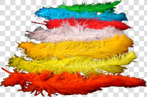 Colored Ostrich Feathers For Wedding Decoration   And   Colorado Spruce  HD Png Download