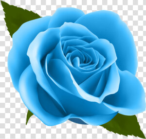 Blue Rose Png   Transparent Background Blue Rose Png  Png Download