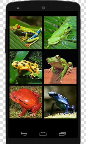 Phyllobates  HD Png Download