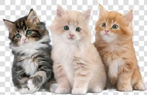 Imágenes De Gatos Png  Transparent Png